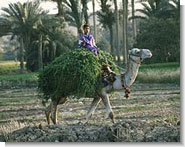 Photo: Camel in Egypt by Paul Starkey ©
