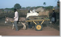 Photo: Donkey cart in Guinea Bissau by Paul Starkey ©